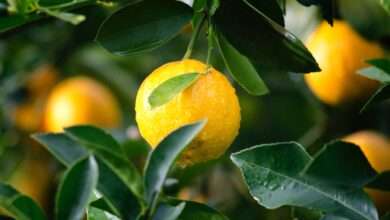 Lemon and its health benefits