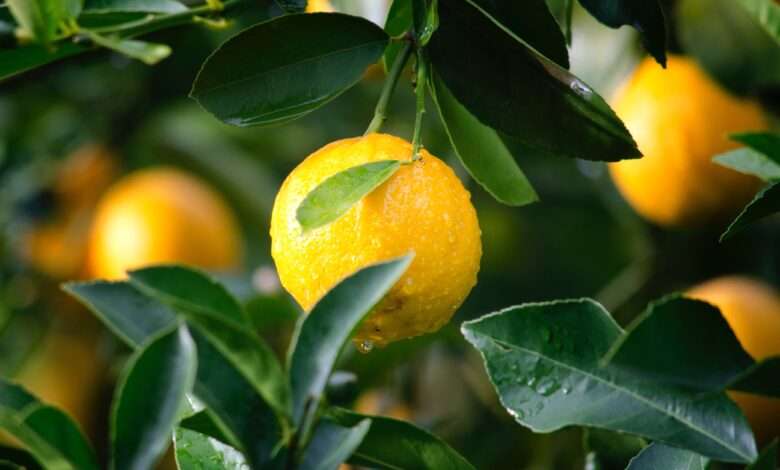 Lemon and its health benefits